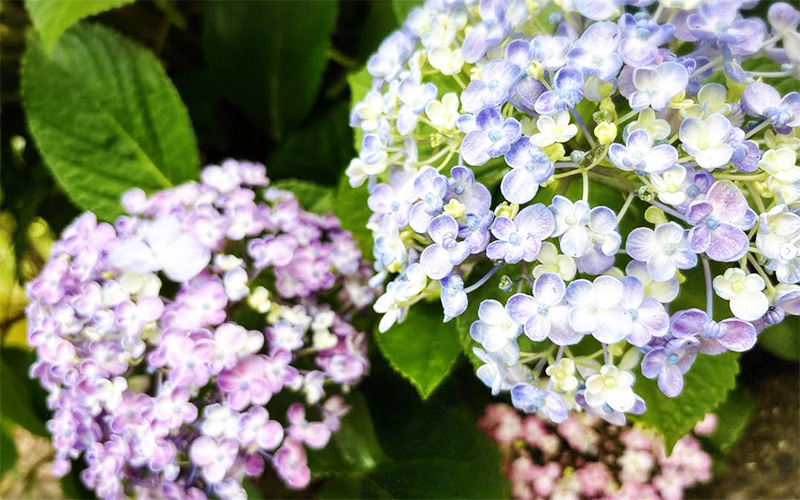 【重要】7月〜9月の繁忙期料金と夏季ご予約についてのお知らせ